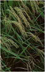 détail d'épis de riz